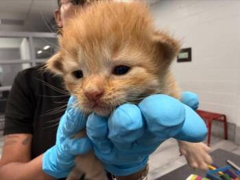 Domestic Long Hair Cats Available for Adoption in Charlotte, North Carolina - CATPERNICUS | PetCurious