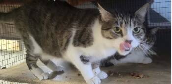 Alvin and Theo -  Domestic Short Hair Cat for Adoption in Memphis, Tennessee - Alvin And Theo | PetCurious