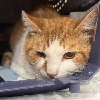 Daikon -  Domestic Short Hair Cat for Adoption in Salt Lake City, Utah - Daikon | PetCurious