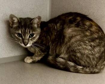 Mama Magnolia -  Domestic Short Hair Cat for Adoption in Stratham, New Hampshire - Mama Magnolia | PetCurious