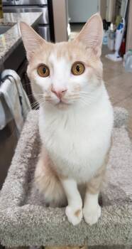 Rescue Domestic Short Hair Cats for Adoption in Gilbert, Arizona - Michaelangelo | PetCurious