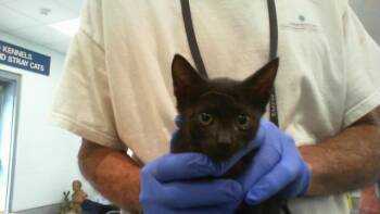 A1268937 -  Domestic Short Hair Cat for Adoption in Charlotte, North Carolina - A1268937 | PetCurious