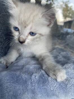SNOW BALL -  Domestic Short Hair Cat for Adoption in Dallas, Texas - SNOW BALL | PetCurious