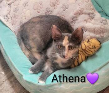 Athena -  Domestic Short Hair Cat for Adoption in Las Vegas, Nevada - Athena | PetCurious