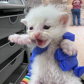 Shoat -  Domestic Medium Hair Cat for Adoption in Kanab, Utah - Shoat | PetCurious