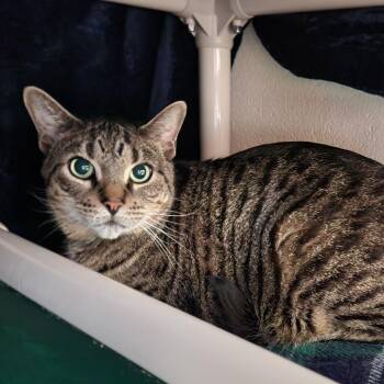 Grayson -  Domestic Short Hair Cat for Adoption in Walker, Michigan - Grayson | PetCurious