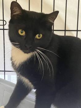 Domestic Short Hair Cats Available for Adoption - Tuck | PetCurious