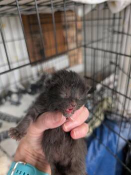 Domestic Short Hair Cats Available for Adoption in Portland, Indiana - Soup Kitten Black 2 | PetCurious