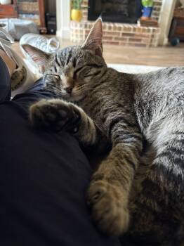Domestic Short Hair Cats Available for Adoption in Frisco, Texas - Wiley | PetCurious