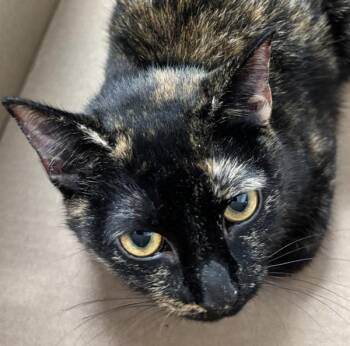 Gwen -  Domestic Short Hair Cat for Adoption - Gwen | PetCurious