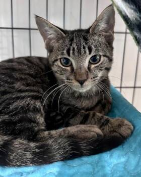 Rescue Domestic Short Hair Cats for Adoption in Key West, Florida - Frick | PetCurious