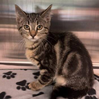 Domestic Short Hair Cats Available for Adoption in Belleville, Illinois - Chipmunk | PetCurious