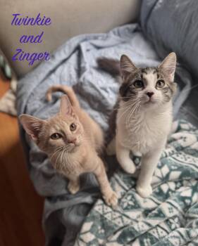 Rescue Domestic Medium Hair Cats for Adoption in Syracuse, New York - Twinkie And Zinger (bonded Female/male Pair) | PetCurious