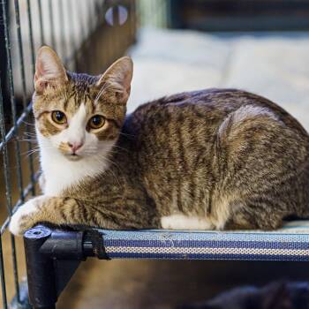 Rescue Tabby Cats for Adoption in Marble Falls, Texas - Simone | PetCurious