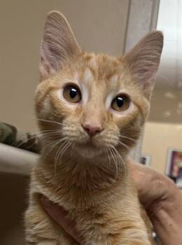 RED -  Domestic Short Hair Cat for Adoption in Frisco, Colorado - RED | PetCurious