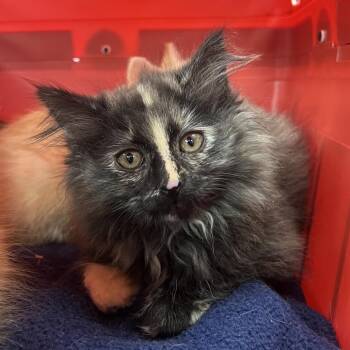 Dry Tortuga -  Domestic Long Hair Cat for Adoption in Mentor, Ohio - Dry Tortuga | PetCurious