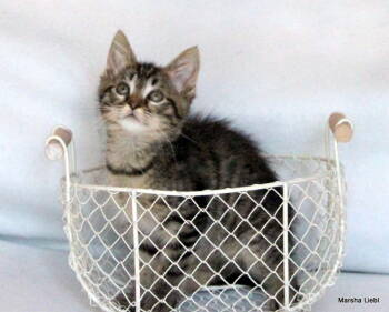 Rescue Domestic Short Hair and Tabby Cats for Adoption in Gaithersburg, Maryland - Robin Kitten | PetCurious