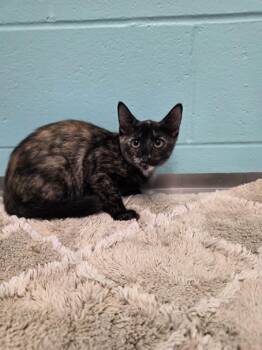 Sperry -  Domestic Short Hair Cat for Adoption in Umatilla, Florida - Sperry | PetCurious