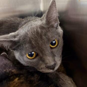 Doby -  Domestic Short Hair Cat for Adoption in Las Vegas, Nevada - Doby | PetCurious