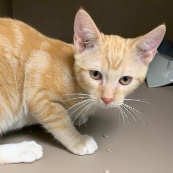 Lucas -  Domestic Short Hair Cat for Adoption in Cleveland, Mississippi - Lucas | PetCurious