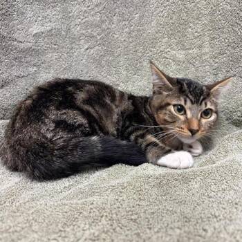 Leaf Sedge -  Domestic Short Hair Cat for Adoption in Hawthorne, California - Leaf Sedge | PetCurious