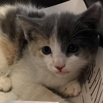 Kenya -  Domestic Short Hair Cat for Adoption in Montgomery, Alabama - Kenya | PetCurious