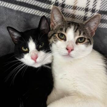 Domestic Short Hair Cats Available for Adoption in Medina, Ohio - Chester (bonded W/Azalan) | PetCurious