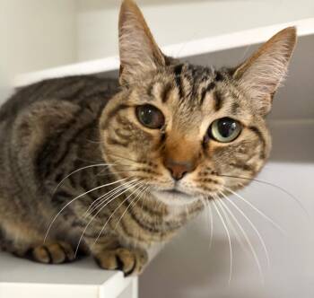 Domestic Short Hair Cats Available for Adoption in Huntington, Indiana - Molly | PetCurious