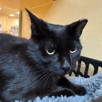 Rescue Domestic Short Hair Cats for Adoption in Fishkill, New York - Macchi | PetCurious