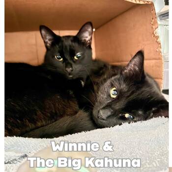 WINNIE -  Domestic Short Hair Cat for Adoption in Victorville, California - WINNIE | PetCurious