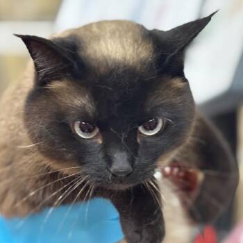 Himalayan Cats Available for Adoption in Birmingham, Alabama - Phoenix | PetCurious