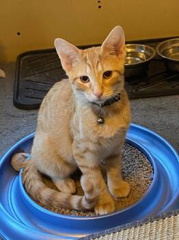 Rescue Domestic Short Hair Cats for Adoption in Mokena, Illinois - Mr Transformer | PetCurious