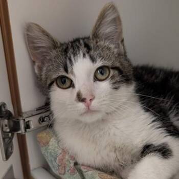 Cheeky -  Domestic Short Hair Cat for Adoption in Voorhees Township, New Jersey - Cheeky | PetCurious