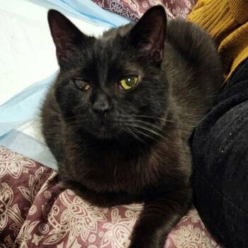 Manx Cats Available for Adoption - Beckett | PetCurious