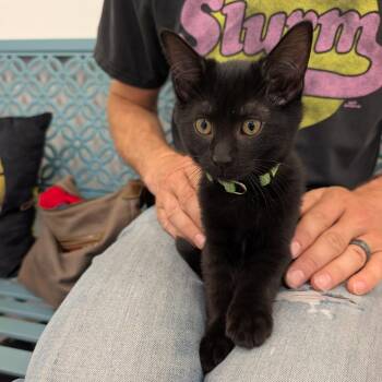 Cinderpaw -  Domestic Short Hair Cat for Adoption in Wheeling, Illinois - Cinderpaw | PetCurious