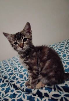 Emily -  Domestic Short Hair Cat for Adoption in Woodland, California - Emily | PetCurious