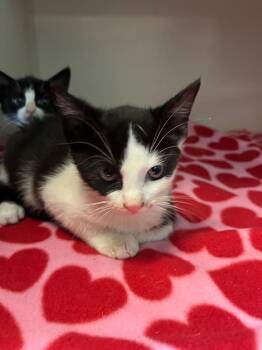 Macho -  Domestic Short Hair Cat for Adoption in Morgantown, Kentucky - Macho | PetCurious