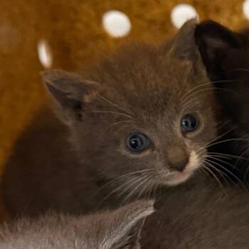 Jade -  Domestic Short Hair Cat for Adoption in Philadelphia, Pennsylvania - Jade | PetCurious