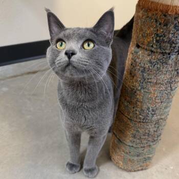 Domestic Short Hair Cats Available for Adoption in Cody, Wyoming - Benny | PetCurious
