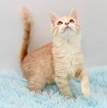 Glorp -  Ragdoll Cat for Adoption in Covington, Louisiana - Glorp | PetCurious