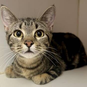 Domestic Short Hair Cats Available for Adoption - Khloe | PetCurious