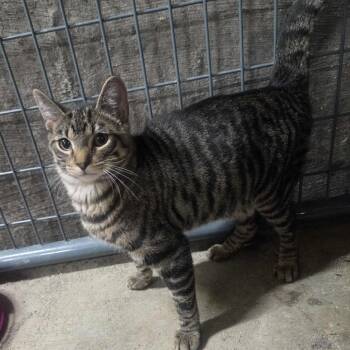 Rescue Domestic Short Hair Cats for Adoption in Union, Missouri - Scaredy Cat Baby - Boy | PetCurious