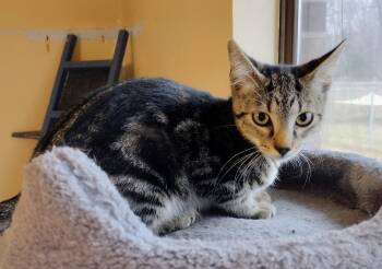 Domestic Short Hair Cats Available for Adoption - Harlow | PetCurious