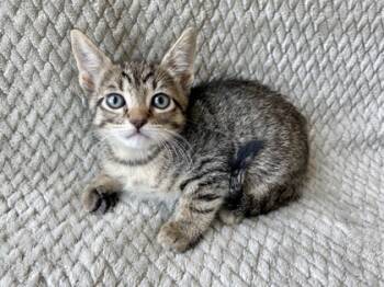 Rescue Domestic Short Hair Cats for Adoption in Gray, Louisiana - Eloise | PetCurious