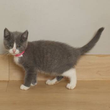 Rescue Domestic Short Hair Cats for Adoption in Minnetonka, Minnesota - Ghost C66960 | PetCurious