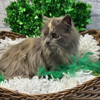 Domestic Long Hair Cats Available for Adoption - Tulip | PetCurious