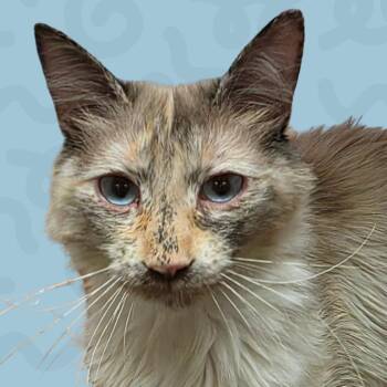 Siamese Cats Available for Adoption in Reno, Nevada - Florence | PetCurious