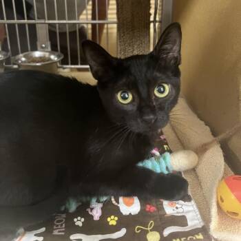 Apple aka Beelzebub -  Domestic Short Hair Cat for Adoption in Valdosta, Georgia - Apple Aka Beelzebub | PetCurious