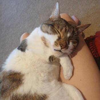 Miller -  Domestic Short Hair Cat for Adoption in Lakewood, Colorado - Miller | PetCurious