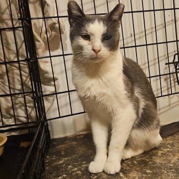 Limbo -  Domestic Short Hair Cat for Adoption in Chicago, Illinois - Limbo | PetCurious